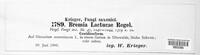 Bremia lactucae image